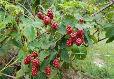 Blueberry Hill Farm - Blackberries