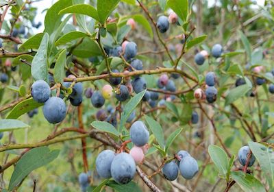 Blueberry Hill Farm - Blue Berries