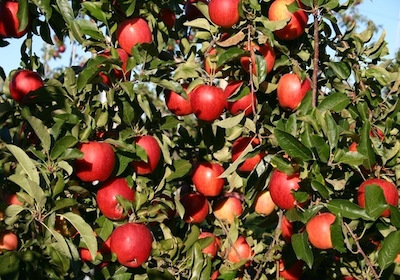 Sweet Berry Farm - Apple