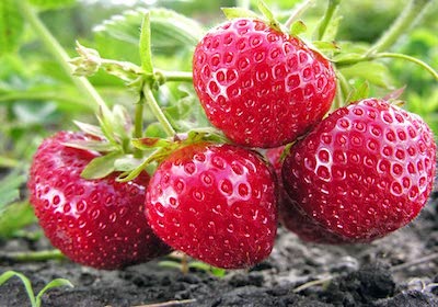 Sweet Berry Farm - Strawberry