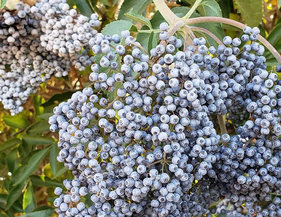 Riverdance Farm - Blue Berries